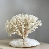 White coral on a natural base