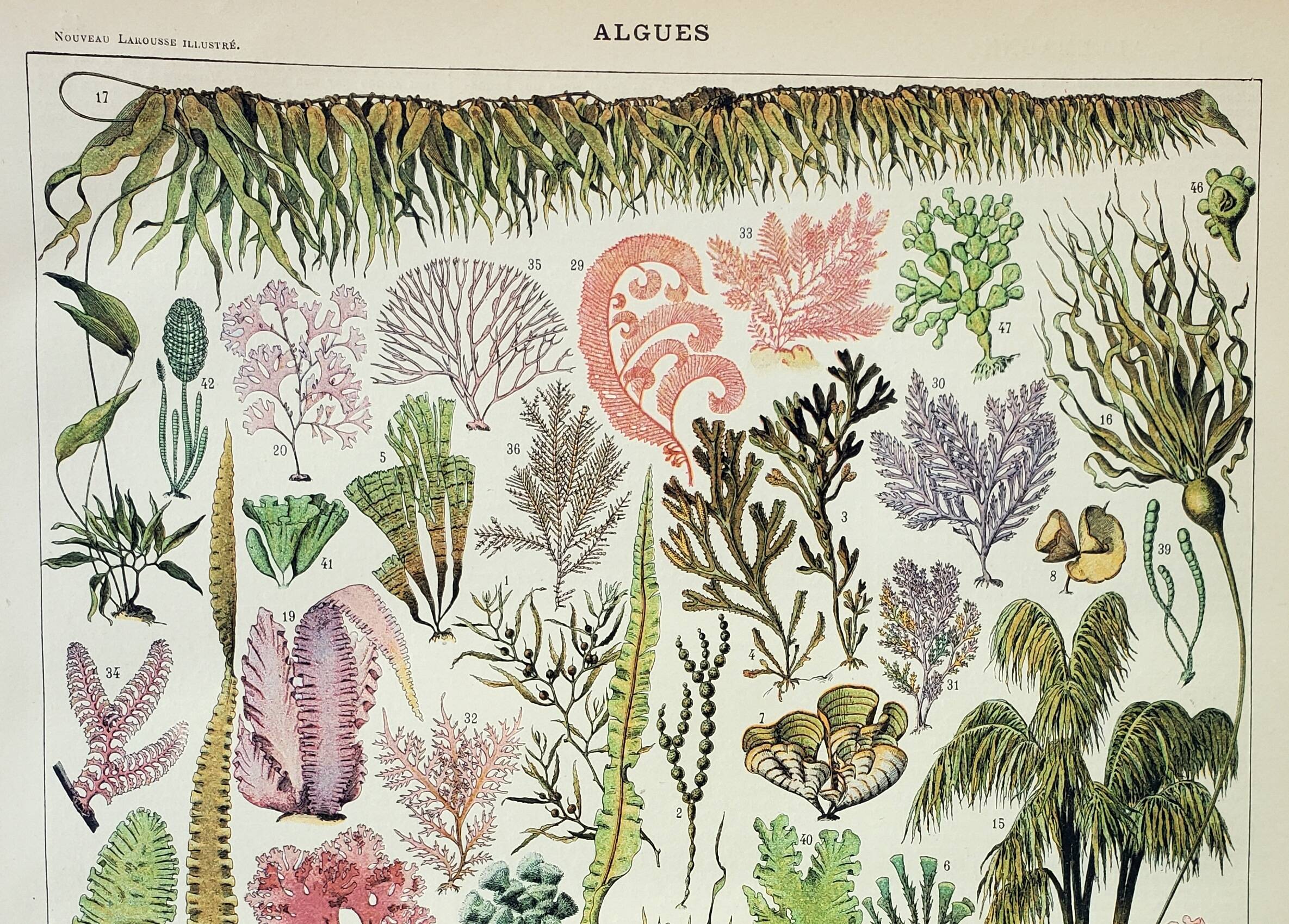 Antique engraving 1898, Algae, marine plant, flora • Lithograph, original illustration