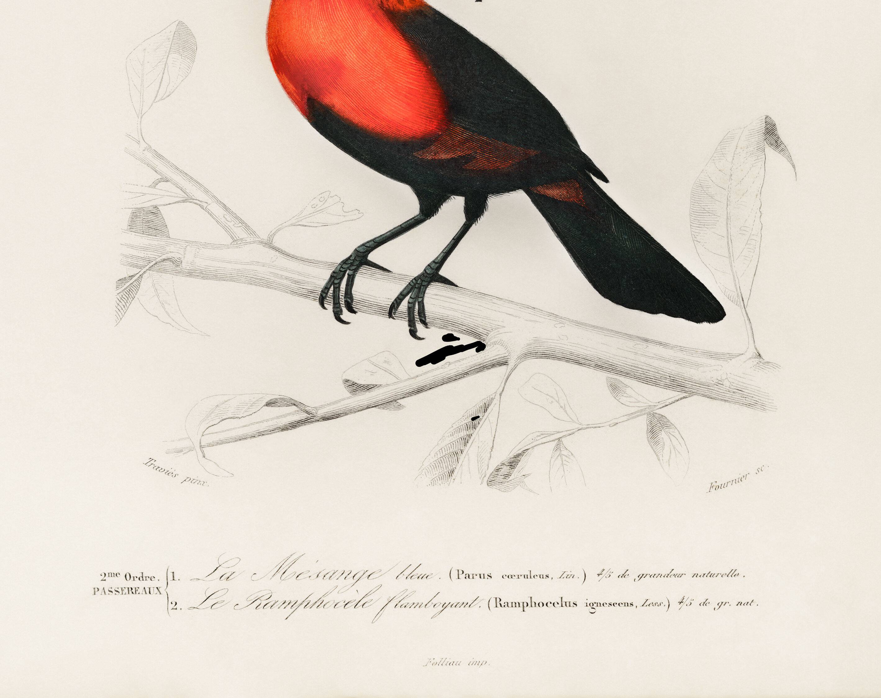 Affiche sur les mésanges bleues et le cardinal écarlate