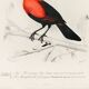 Affiche sur les mésanges bleues et le cardinal écarlate
