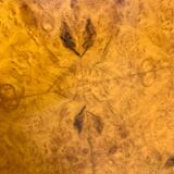 Vintage Czech Burr Walnut Bar Cabinet 1950s