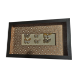 Natural history entomology framework insects aphaeninae sp.