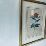 Botanical engraving framed