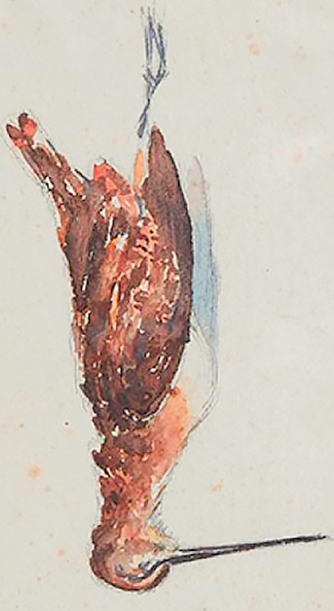 La Bécasse - Watercolor and pencil - middle XX eo - 25x45 cm