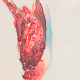 La Bécasse - Watercolor and pencil - middle XX eo - 25x45 cm