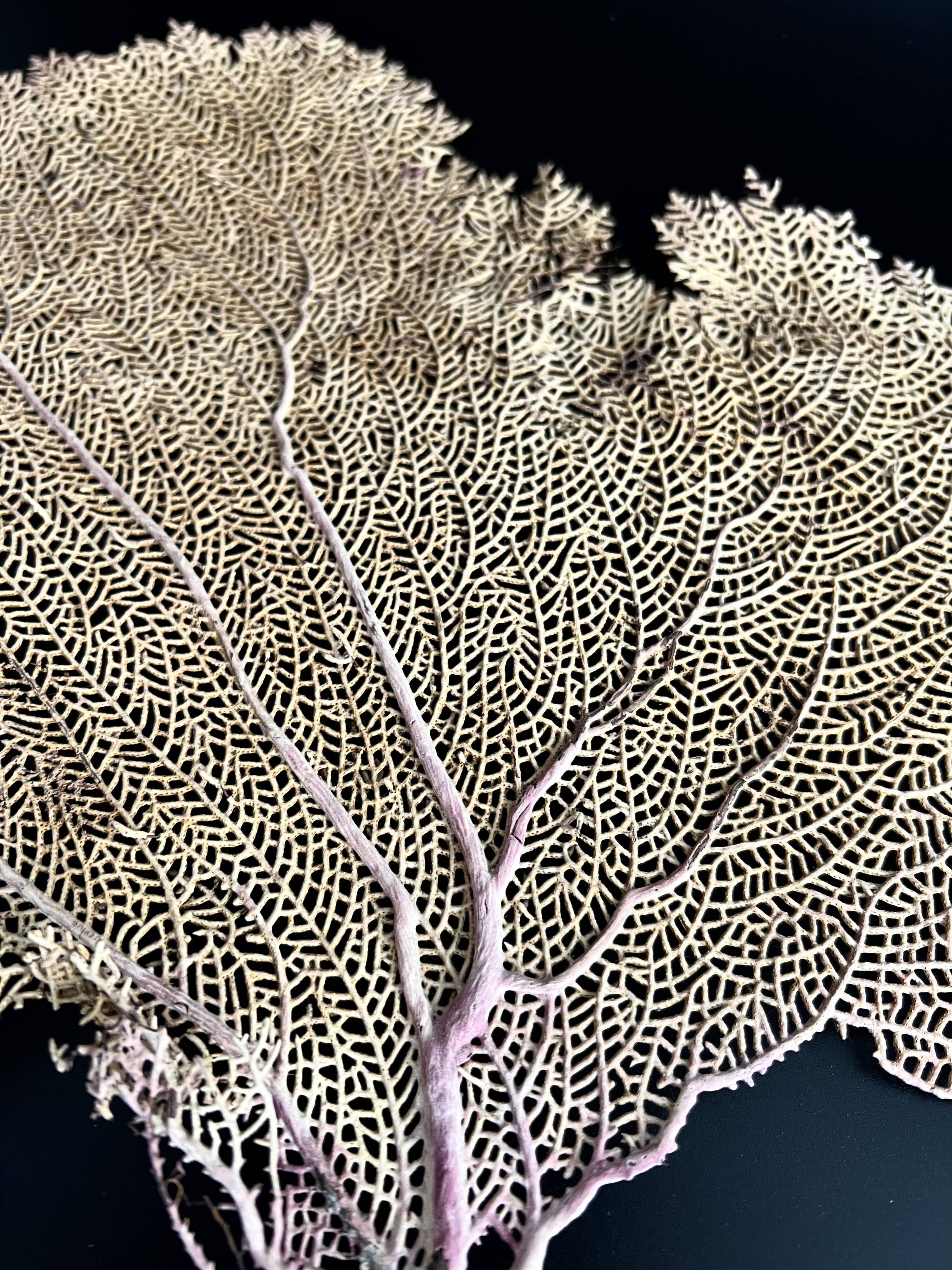 LARGE MODEL GORGON ANCIENT CORAL