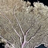 Gorgone corail ancien