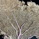 LARGE MODEL GORGON ANCIENT CORAL