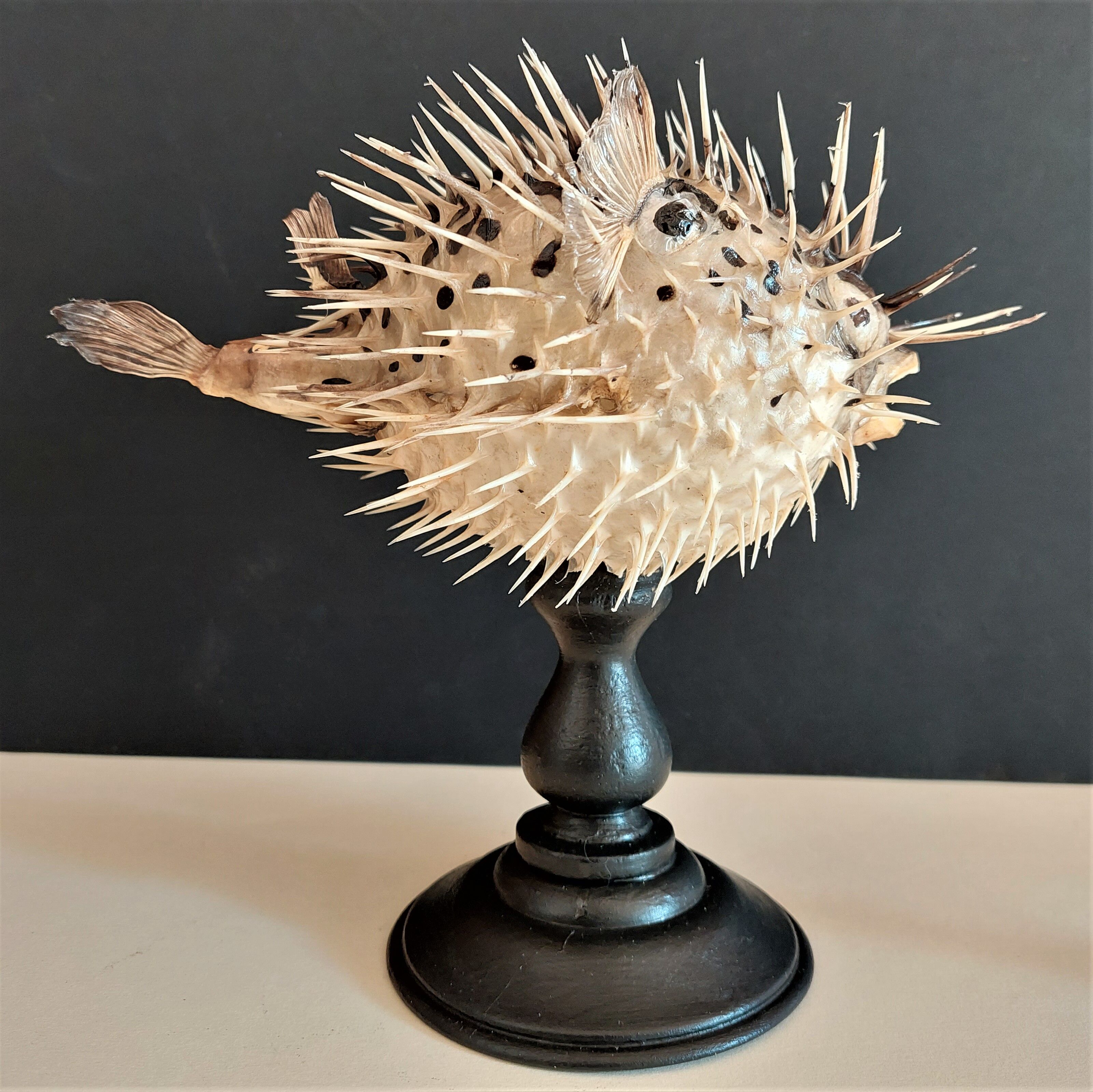 Cabinet of Curiosities diodon holocanthus on base