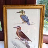 2 birds