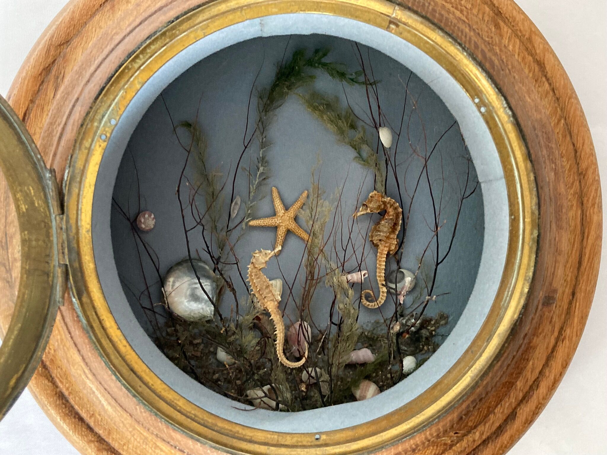 Object of curiosity diorama seabed porthole XXth