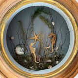 Object of curiosity diorama seabed porthole XXth