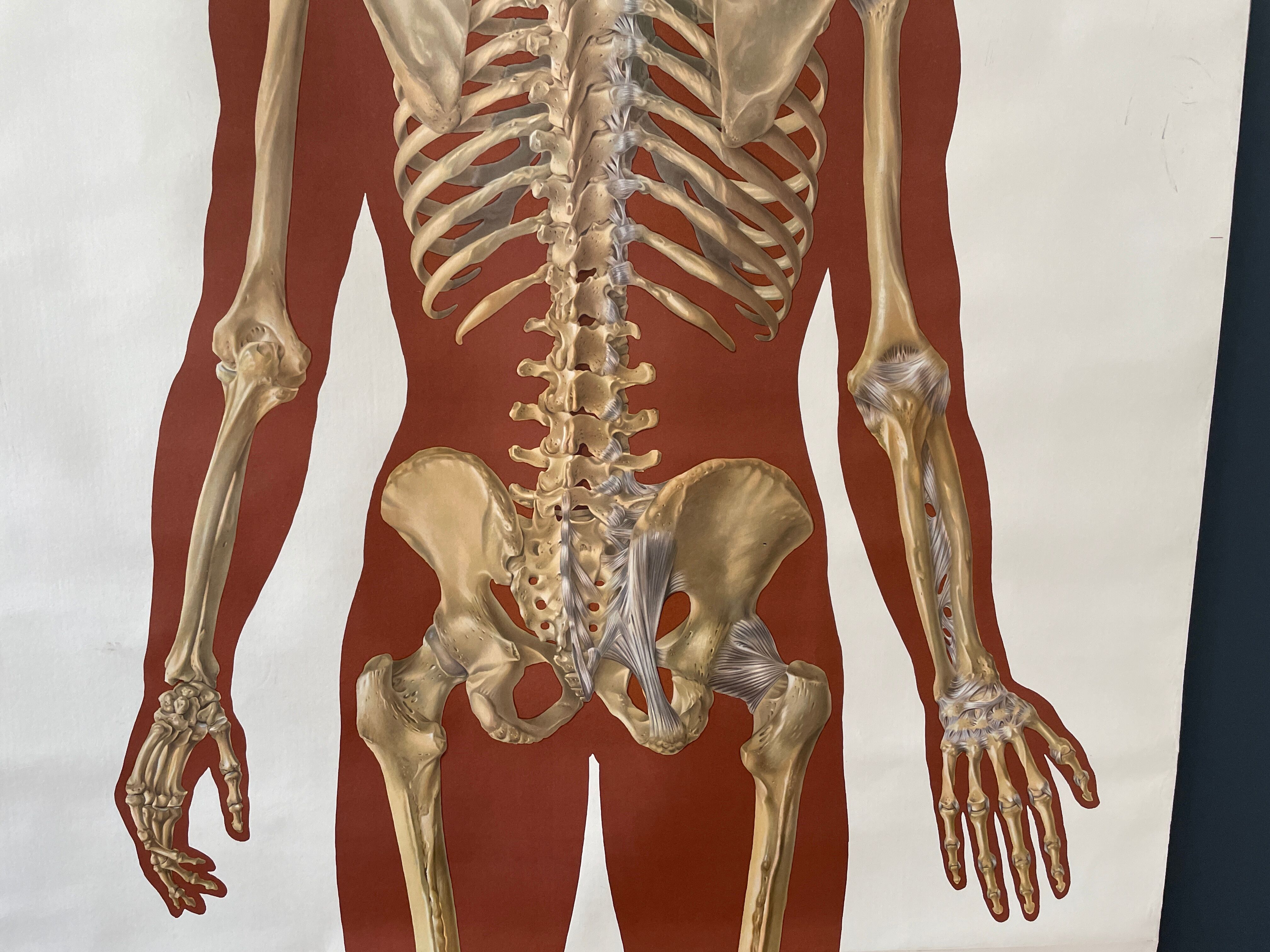 Deutsches Hygiene Museum SKELETON Vintage Medical Poster Wall Board 1960's