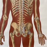 Deutsches Hygiene Museum SKELETON Vintage Medical Poster Wall Board 1960's