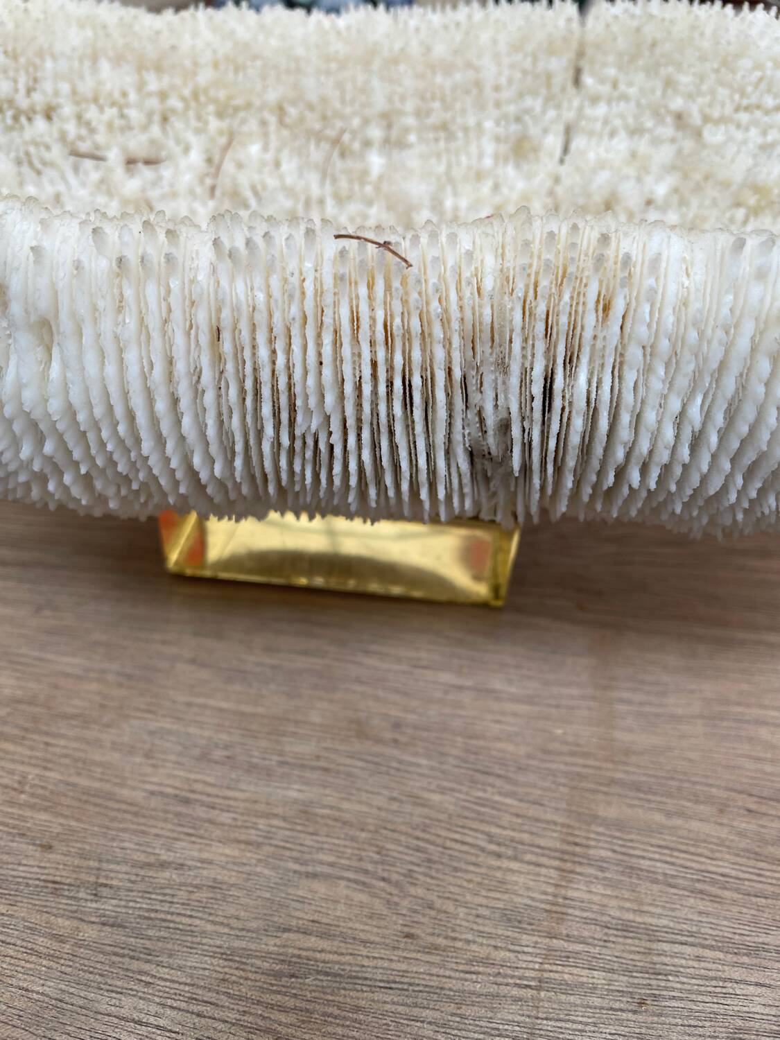 Coral “shark cushion”