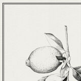 Painting " The Lemon Tree "