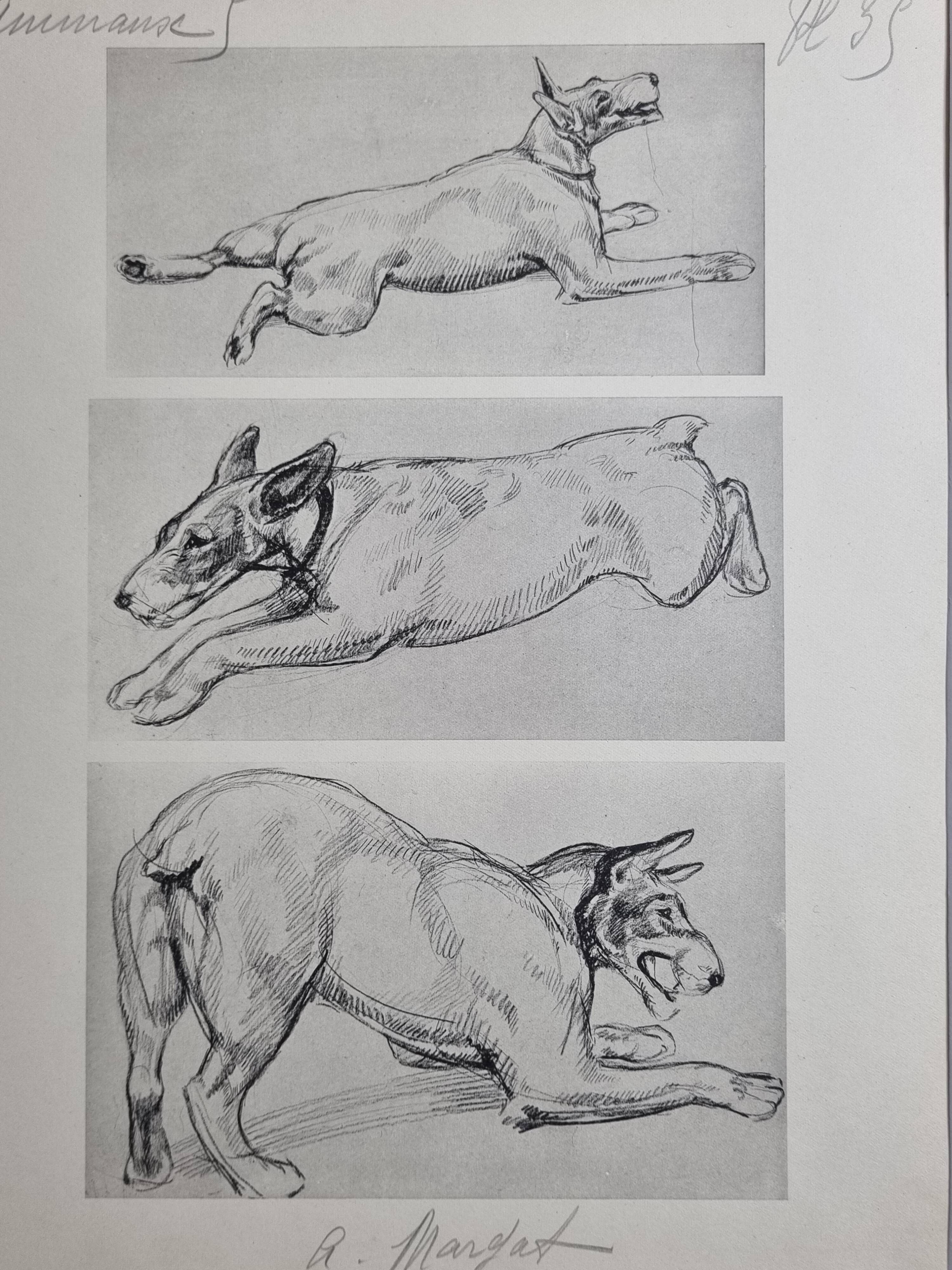 Illustrated plate, Studies of Terrier dogs, signed André Margat, 1930