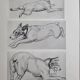 Illustrated plate, Studies of Terrier dogs, signed André Margat, 1930