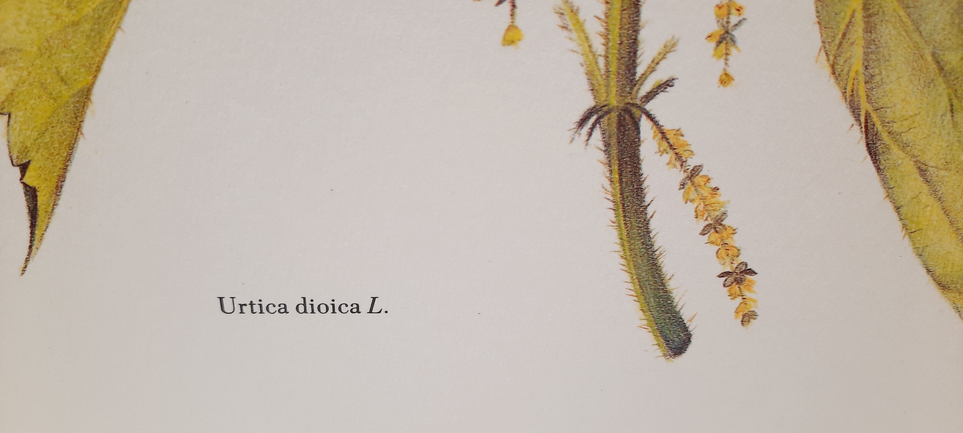 Botanical plate, nettle