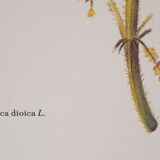 Botanical plate, nettle