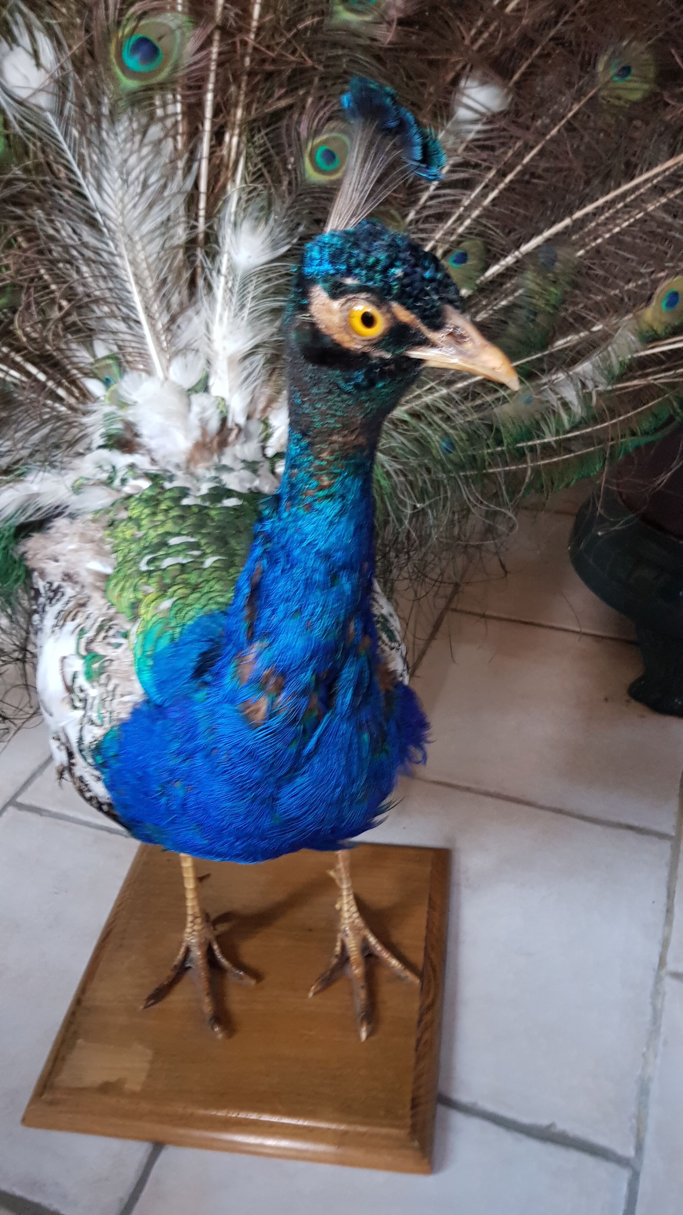 Naturalized blue peacock