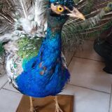 Naturalized blue peacock