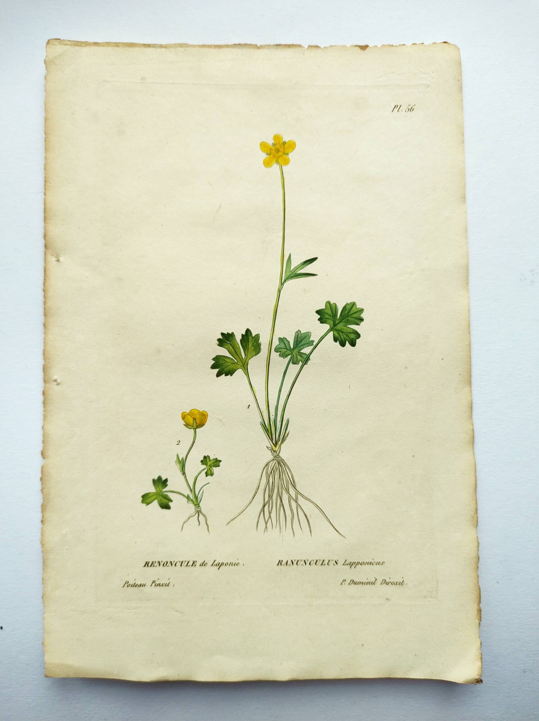 Antique botanical engraving from 1829 - Lapland buttercup - By PA Poiteau. Hand colored. Litho