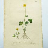 Gravure botanique ancienne de 1829 - Renoncule de Laponie- Par P.A Poiteau. Colorié à la main. Litho