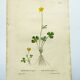 Antique botanical engraving from 1829 - Lapland buttercup - By PA Poiteau. Hand colored. Litho