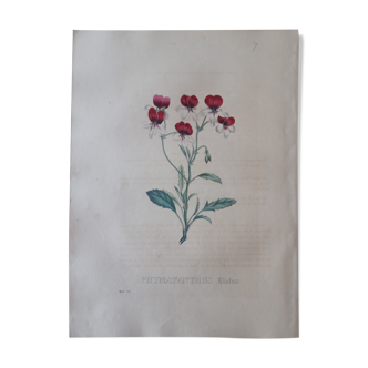 Planche botanique Phymatanthus Elatus, lithographiée et coloriée, Sertum Botanicum 1832