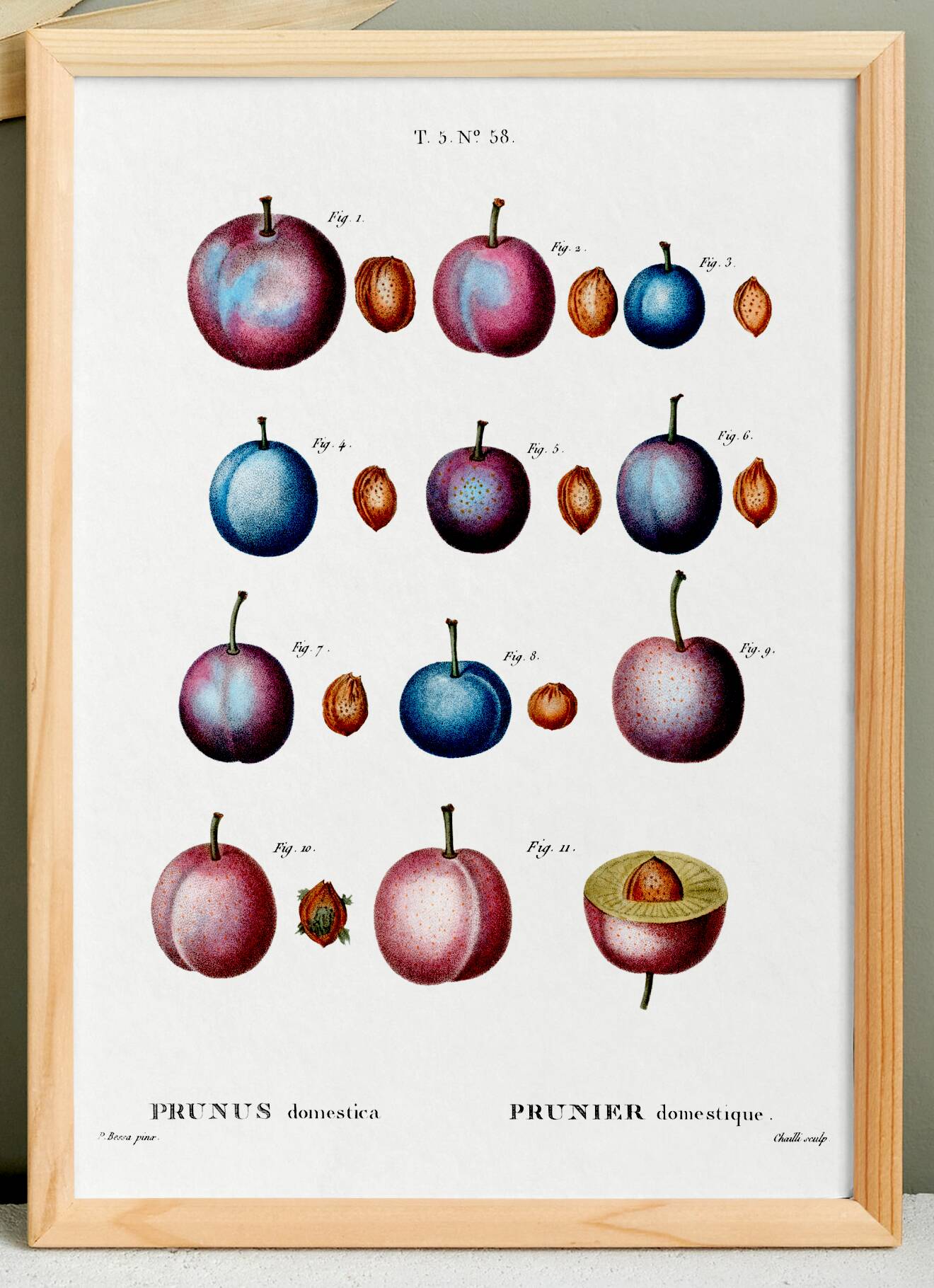 Botanical poster on domestic plum, after an old engraving