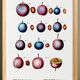 Botanical poster on domestic plum, after an old engraving