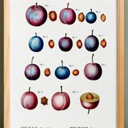 Affiche botanique sur prunier domestique, d’après une gravure ancienne