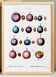 Botanical poster on domestic plum, after an old engraving