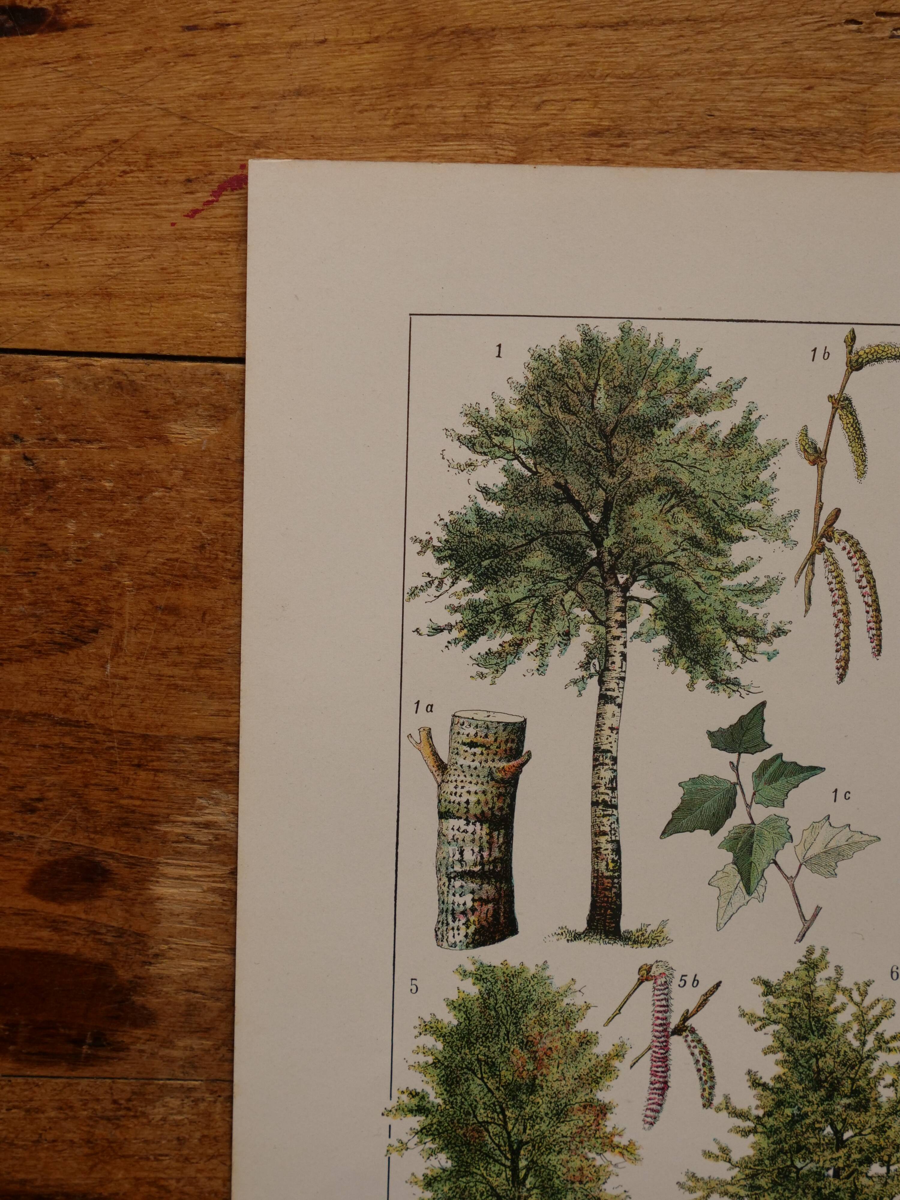 Original lithographs on trees