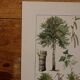 Lithographies originales sur les arbres