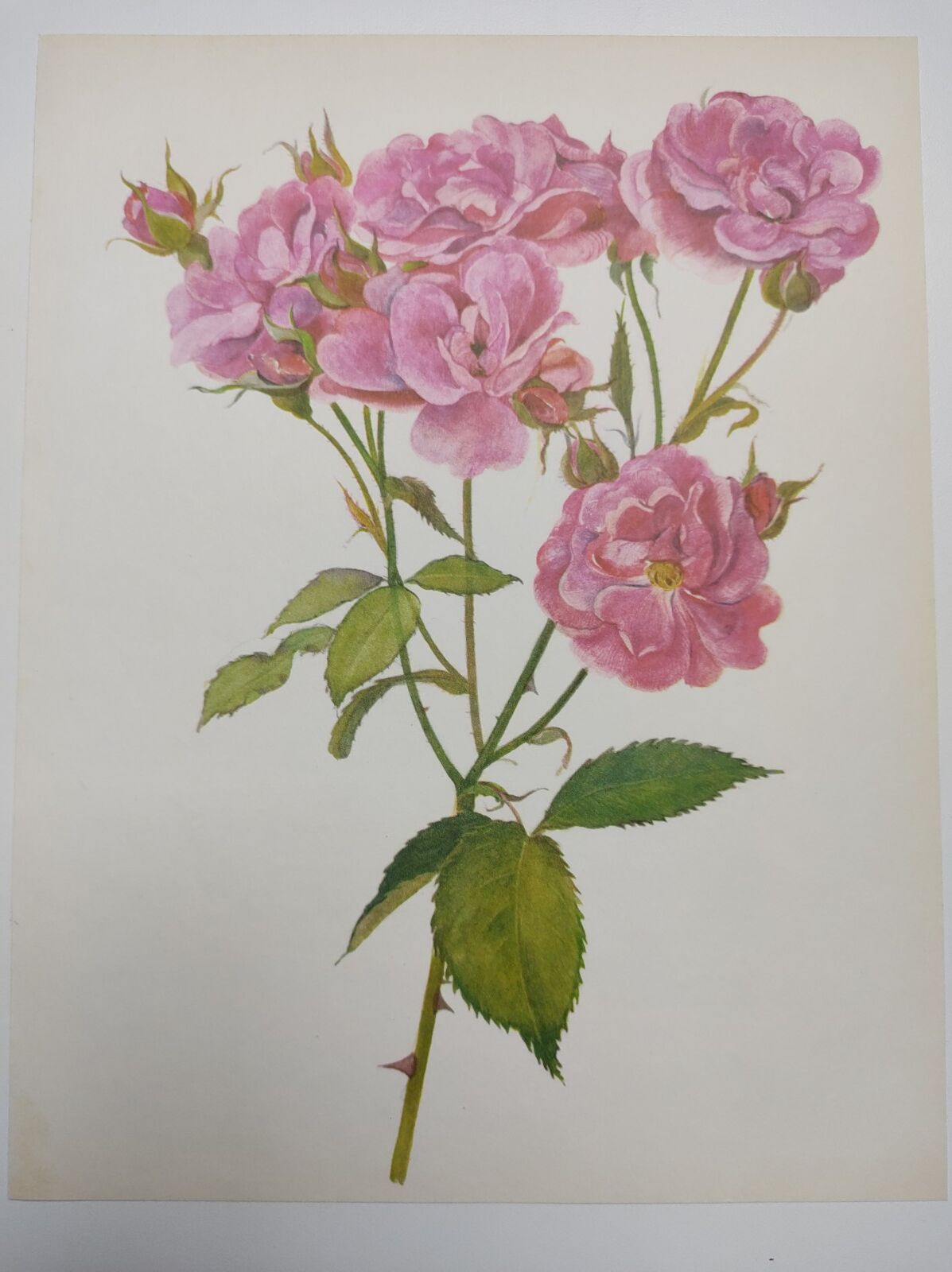 Rose botanical board - Vintage original from 1968 - Joseph Guy🌹