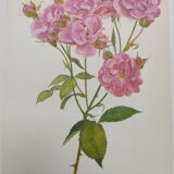 Rose botanical board - Vintage original from 1968 - Joseph Guy🌹