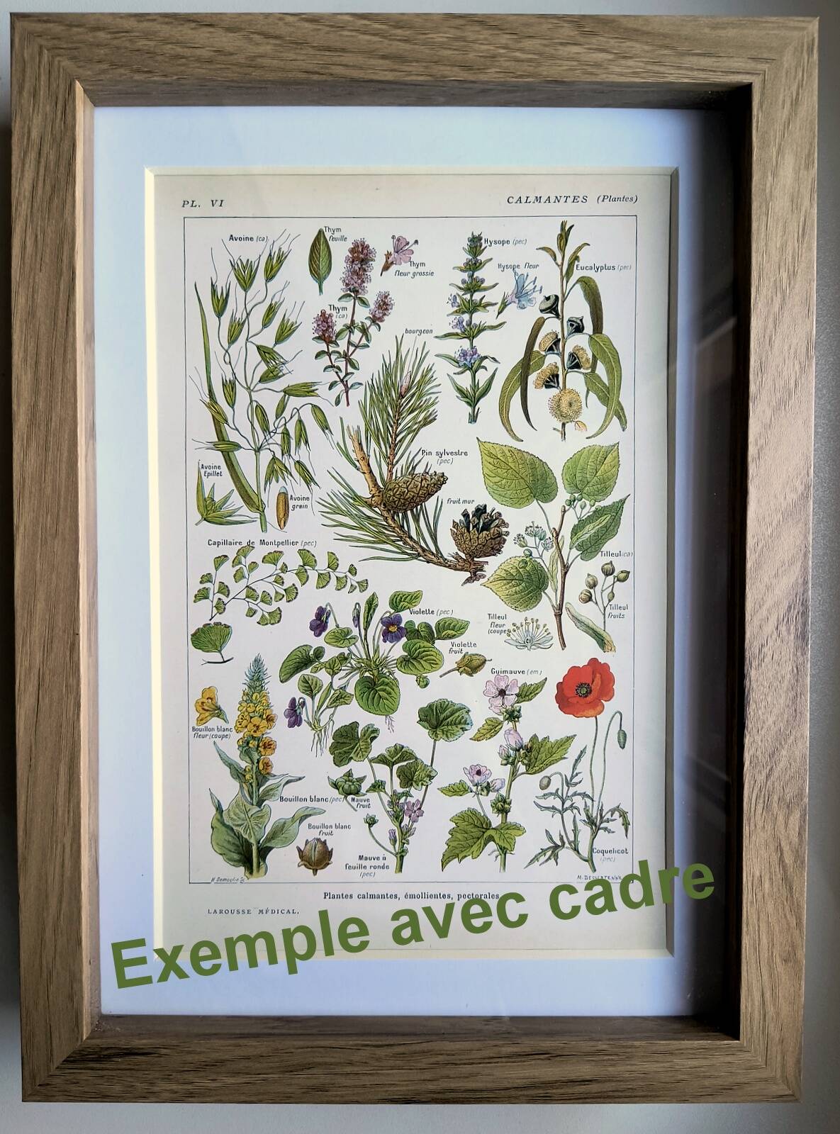 Vintage engraving from 1925 • Sudorific medicinal plants by M. Desse