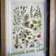 Vintage engraving from 1925 • Sudorific medicinal plants by M. Desse