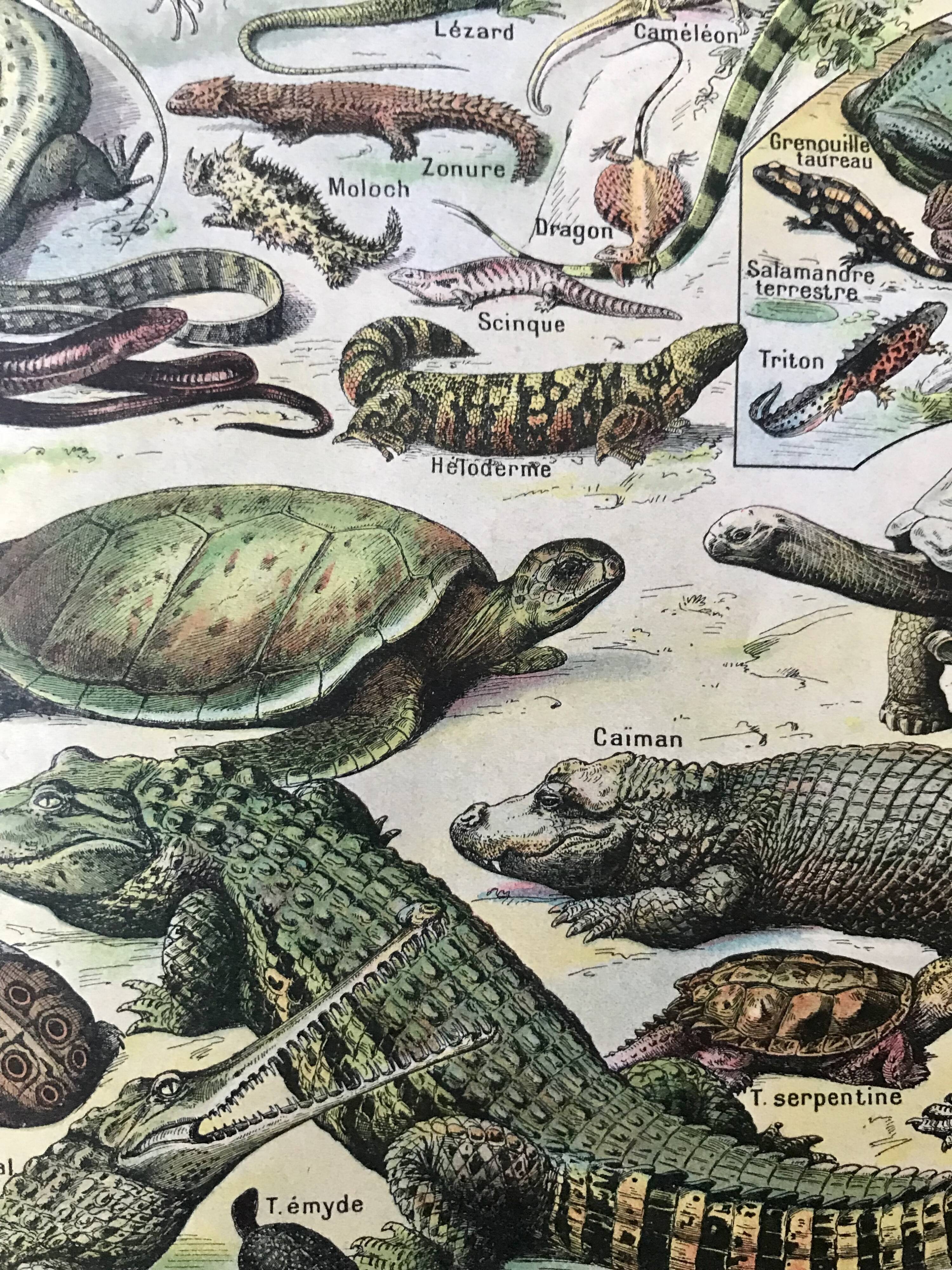 Authentic old reptile animal plank