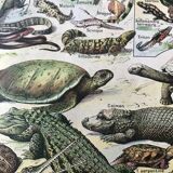 Authentic old reptile animal plank