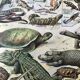 Authentic old reptile animal plank