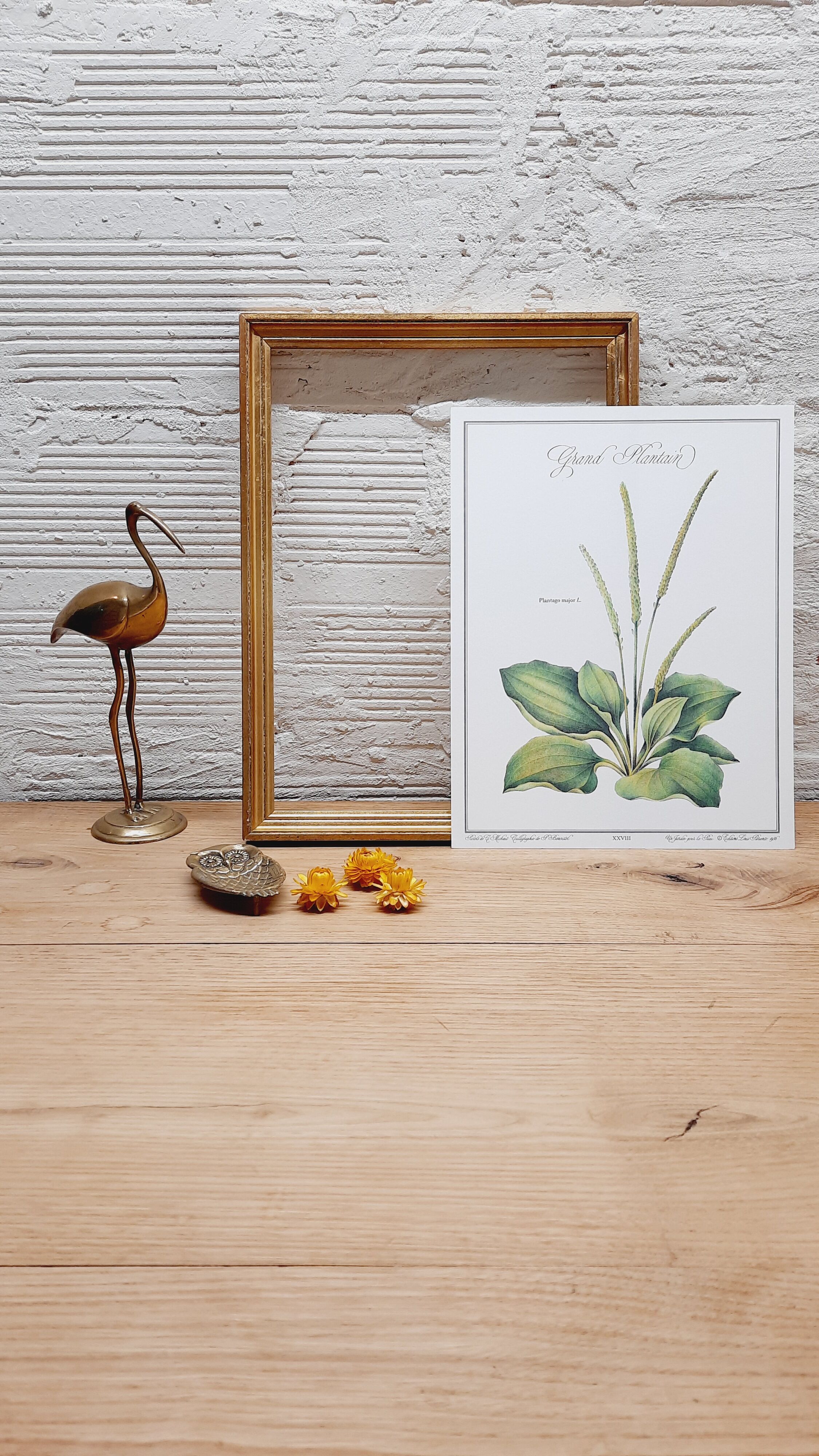 Botanical plate Grand Plantain