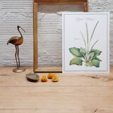 Botanical plate Grand Plantain