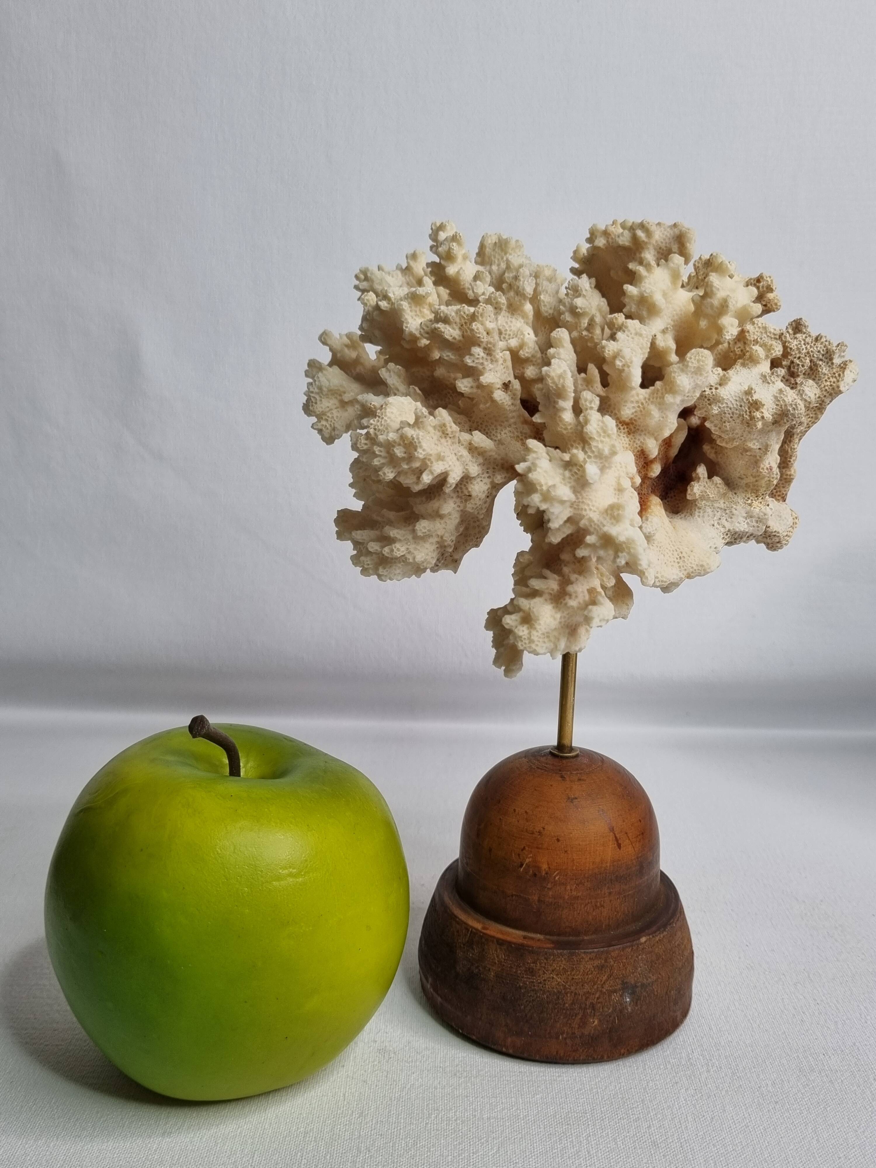 Antique ornamental coral Acropora on solid wood base, 16 cm