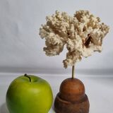 Antique ornamental coral Acropora on solid wood base, 16 cm