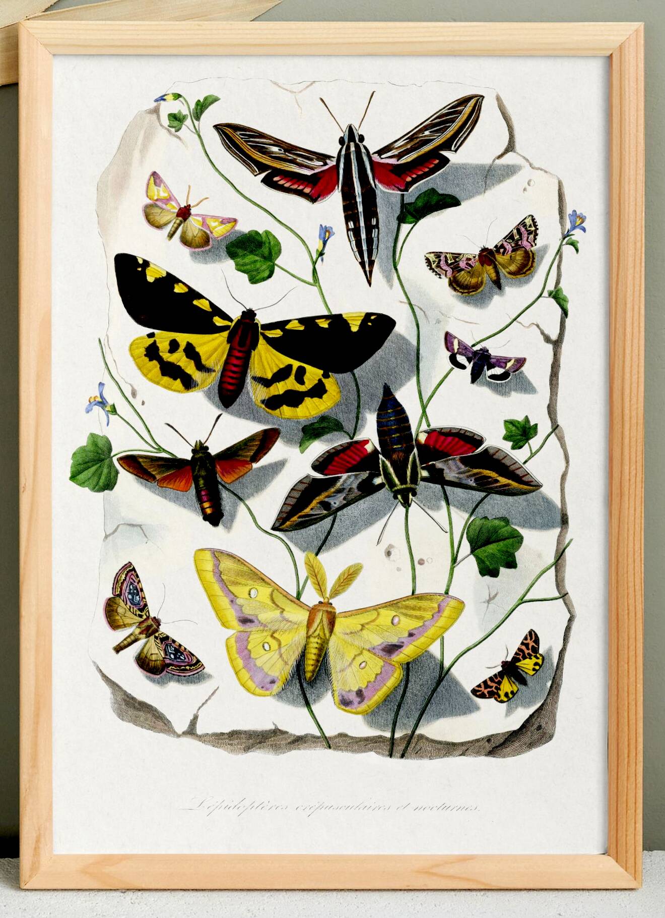 Poster about butterflies, based on an old engraving from 1842.