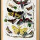 Poster about butterflies, based on an old engraving from 1842.