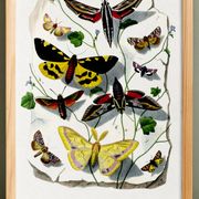 Poster about butterflies, based on an old engraving from 1842.